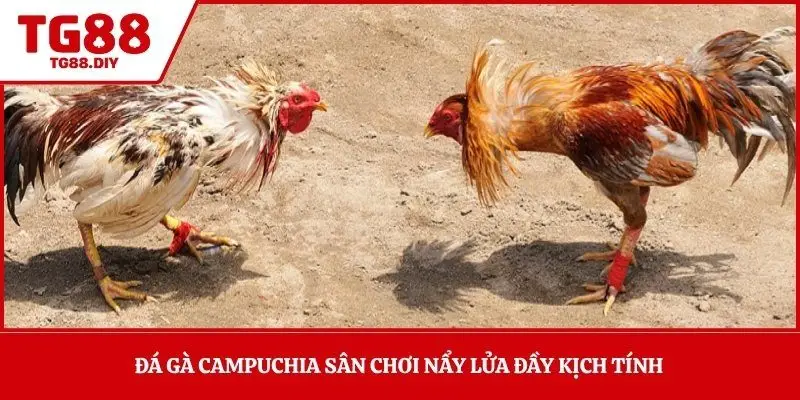 Đá gà Campuchia sân chơi nẩy lửa đầy kịch tính