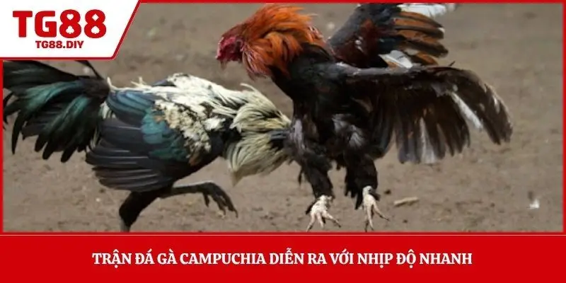 Trận đá gà Campuchia diễn ra với nhịp độ nhanh