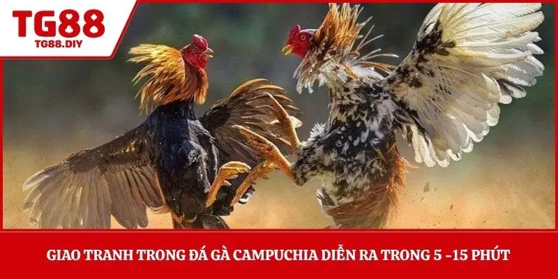 Giao tranh trong đá gà Campuchia diễn ra trong 5 -15 phút