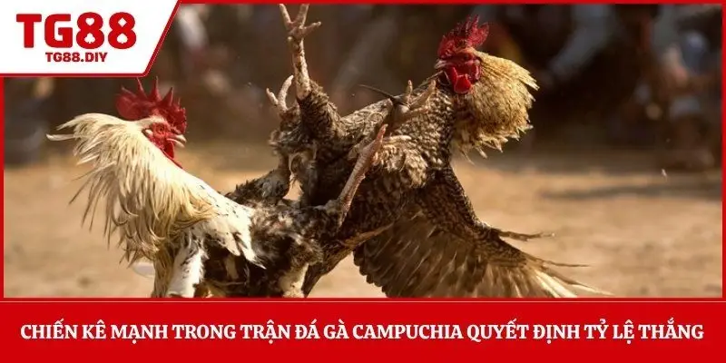 Chiến kê mạnh trong trận đá gà Campuchia quyết định tỷ lệ thắng