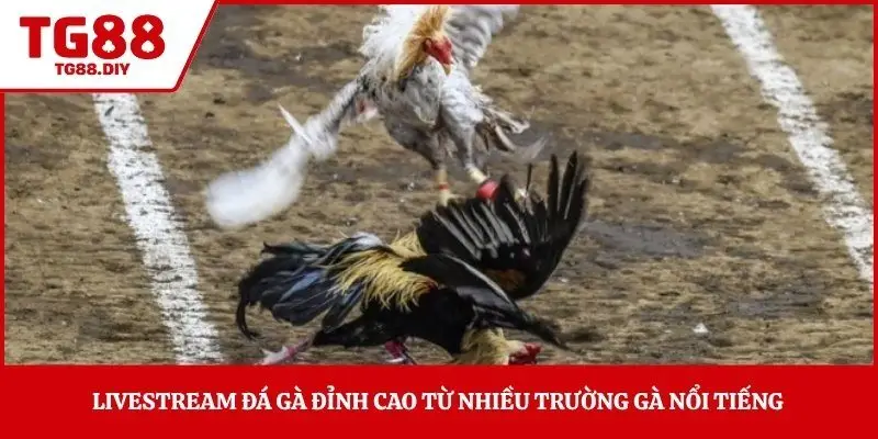 Livestream đá gà đỉnh cao từ nhiều trường gà nổi tiếng 