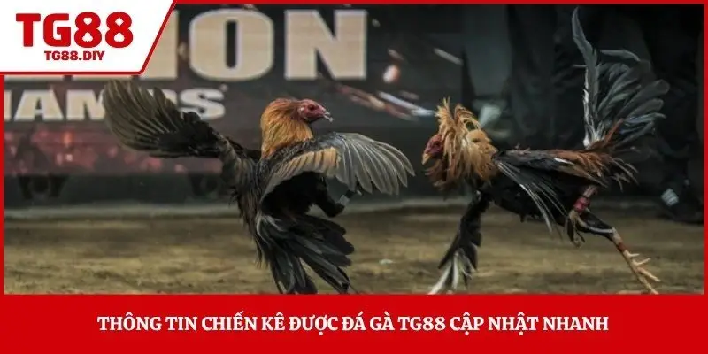 Thông tin chiến kê được đá gà TG88 cập nhật nhanh 