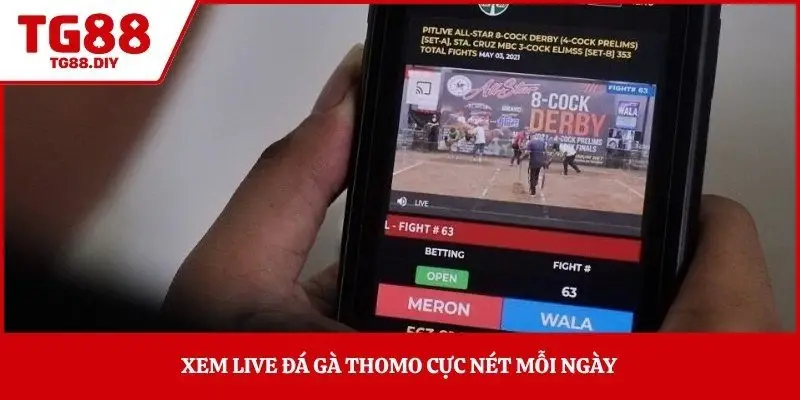 Xem live đá gà Thomo cực nét mỗi ngày 