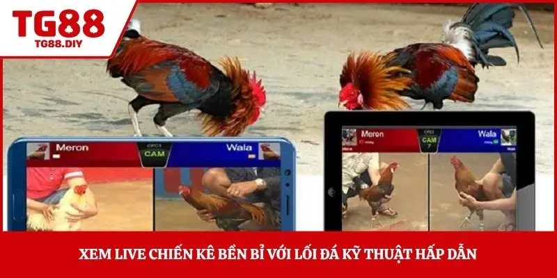 Xem live chiến kê bền bỉ với lối đá kỹ thuật hấp dẫn 