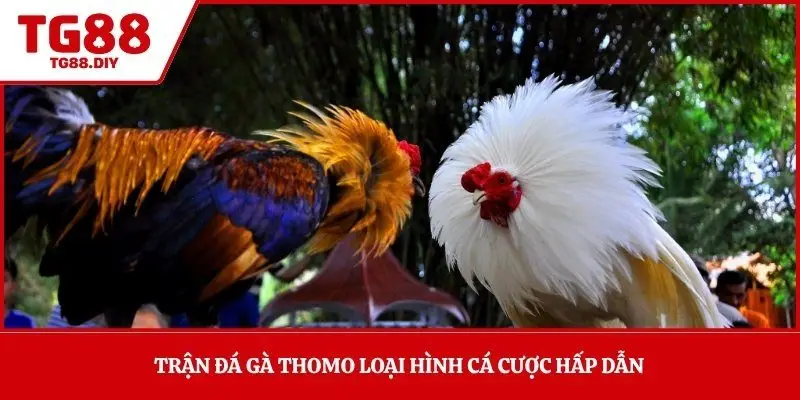 Trận đá gà Thomo loại hình cá cược hấp dẫn