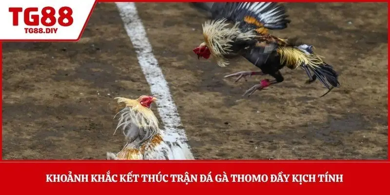 Khoảnh khắc kết thúc trận đá gà Thomo đầy kịch tính