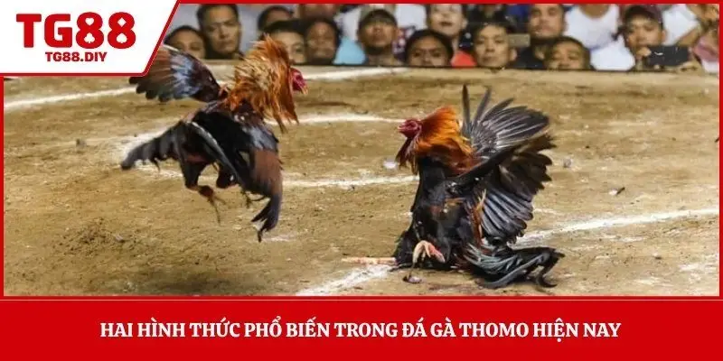 Hai hình thức phổ biến trong đá gà Thomo hiện nay