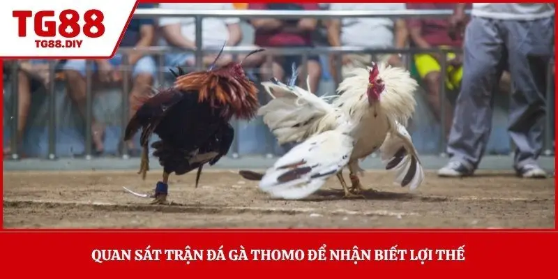Quan sát trận đá gà Thomo để nhận biết lợi thế